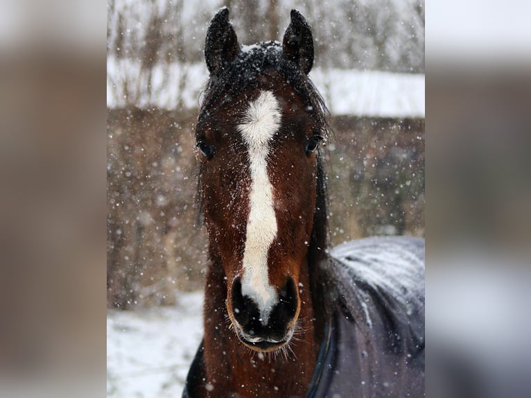 Hanoverian Gelding 6 years 16 hh Brown in Sittensen