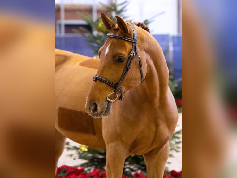 Hanoverian Gelding 6 years 16 hh Chestnut-Red in Diepholz