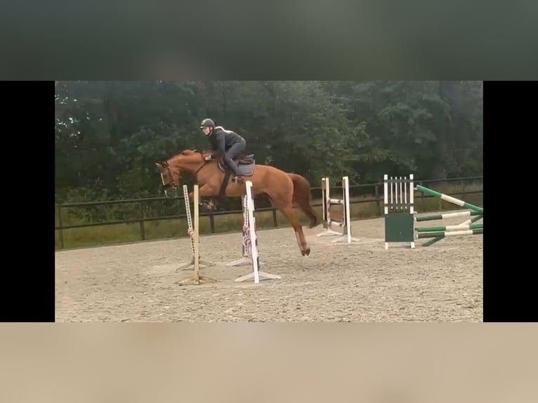 Hanoverian Gelding 6 years 16 hh Chestnut-Red in Nienburg (Weser)