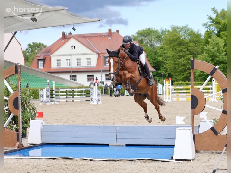 Hanoverian Gelding 6 years 16 hh Chestnut-Red in Löbnitz