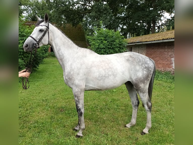 Hanoverian Gelding 6 years 16 hh Gray in Elsdorf