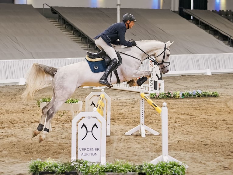 Hanoverian Gelding 6 years 16 hh Grey in Verden