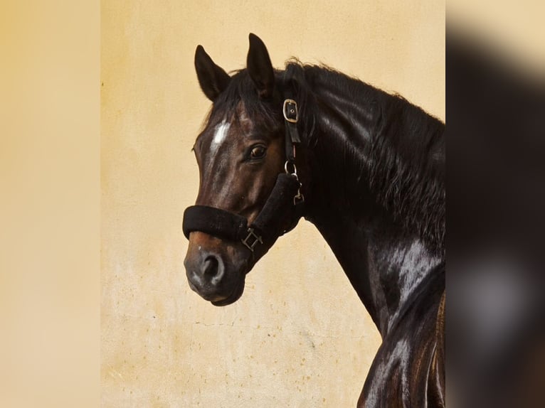 Hanoverian Gelding 6 years 16,1 hh Bay-Dark in Jerez De La Frontera