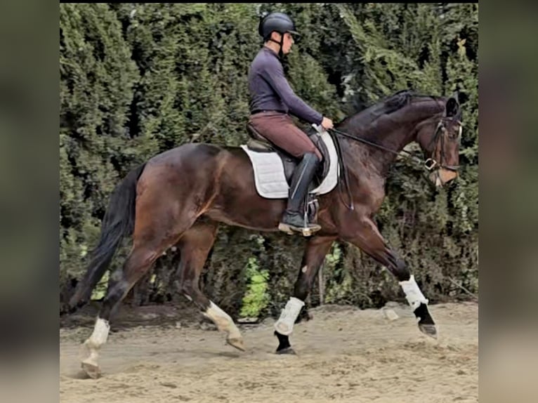 Hanoverian Gelding 6 years 16,1 hh Bay-Dark in Jerez De La Frontera