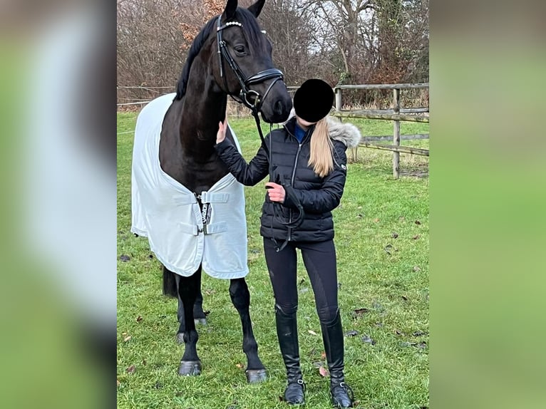 Hanoverian Gelding 6 years 16,1 hh Bay-Dark in Reinfeld (Holstein)