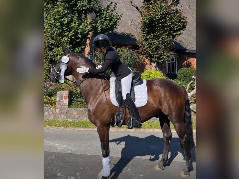 Hanoverian Gelding 6 years 16,1 hh Bay-Dark in Reinfeld (Holstein)