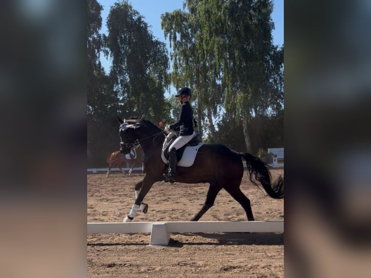 Hanoverian Gelding 6 years 16,1 hh Bay-Dark in Reinfeld (Holstein)
