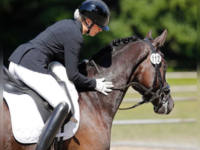 Hanoverian Gelding 6 years 16,1 hh Bay-Dark in Reinfeld (Holstein)