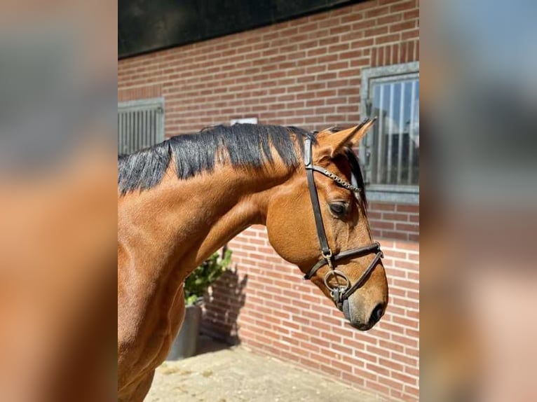 Hanoverian Gelding 6 years 16,1 hh Bay in Bladel