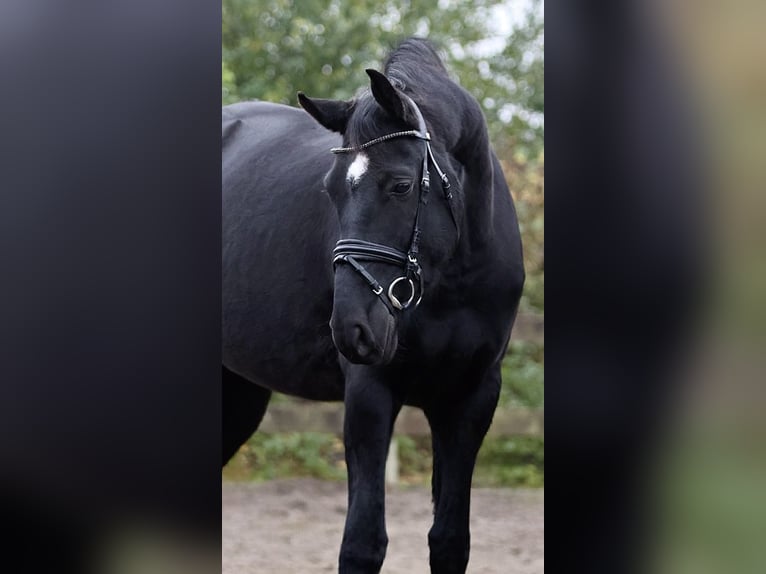 Hanoverian Gelding 6 years 16,1 hh Black in Blekendorf