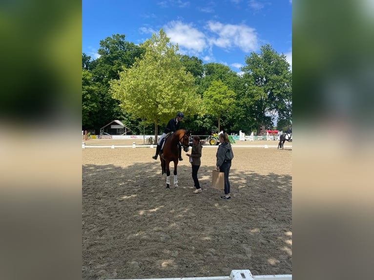 Hanoverian Gelding 6 years 16,1 hh Brown in Ladbergen
