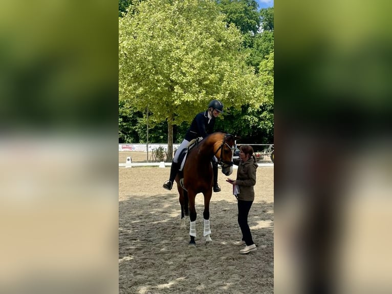 Hanoverian Gelding 6 years 16,1 hh Brown in Ladbergen