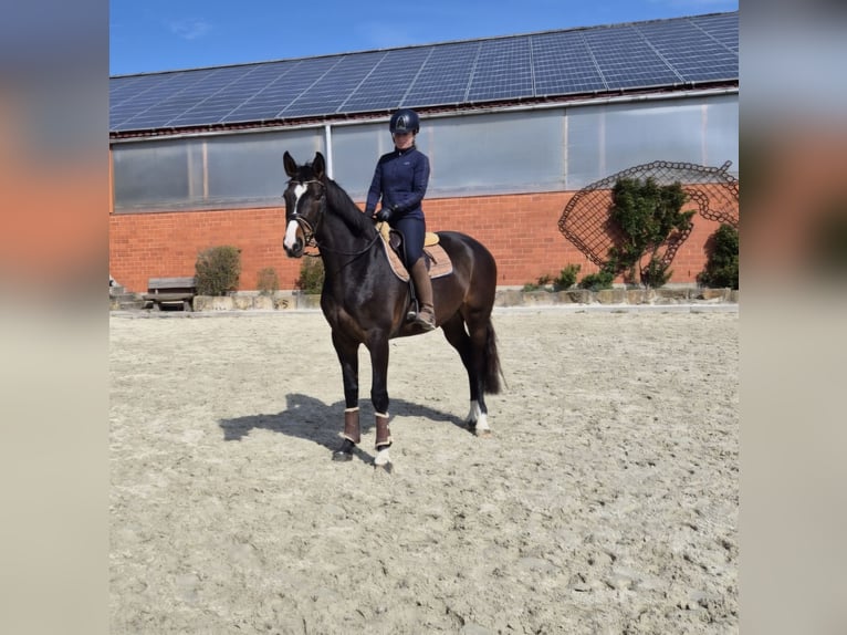 Hanoverian Gelding 6 years 16,1 hh Brown in Wunstorf