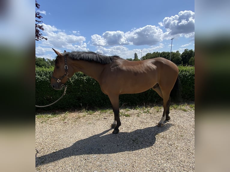 Hanoverian Gelding 6 years 16,1 hh Brown in Eschweiler