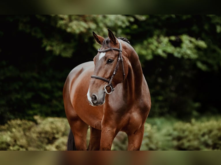 Hanoverian Gelding 6 years 16,1 hh Brown in Riedstadt