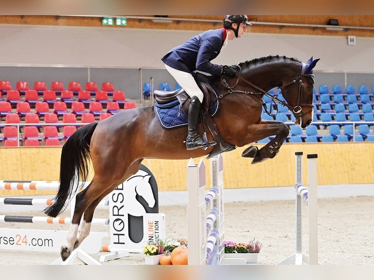 Hanoverian Gelding 6 years 16,1 hh Brown in Vechta