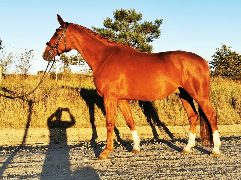Hanoverian Gelding 6 years 16,1 hh Chestnut in Schneverdingen