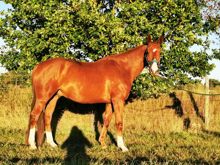 Hanoverian Gelding 6 years 16,1 hh Chestnut in Schneverdingen