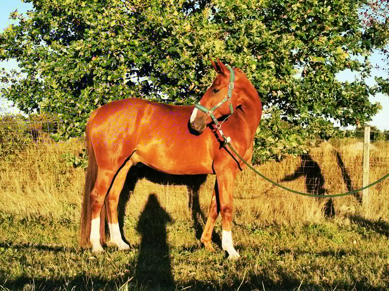 Hanoverian Gelding 6 years 16,1 hh Chestnut in Schneverdingen