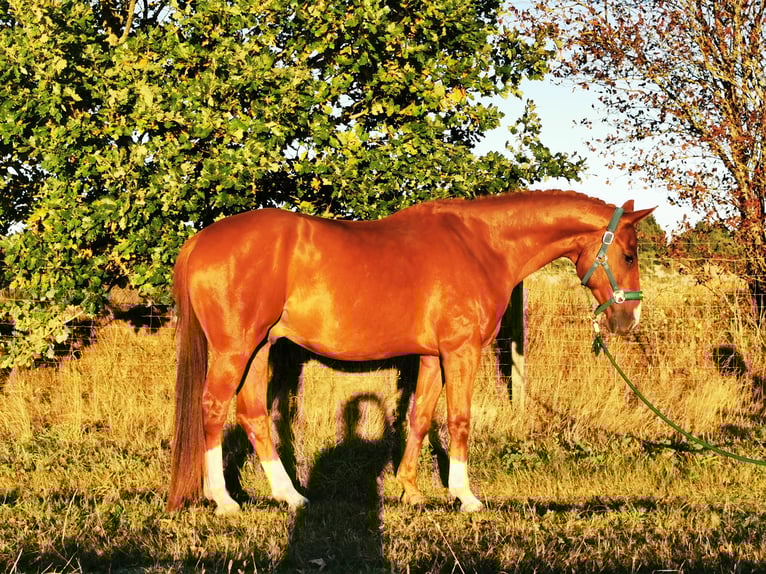 Hanoverian Gelding 6 years 16,1 hh Chestnut in Schneverdingen