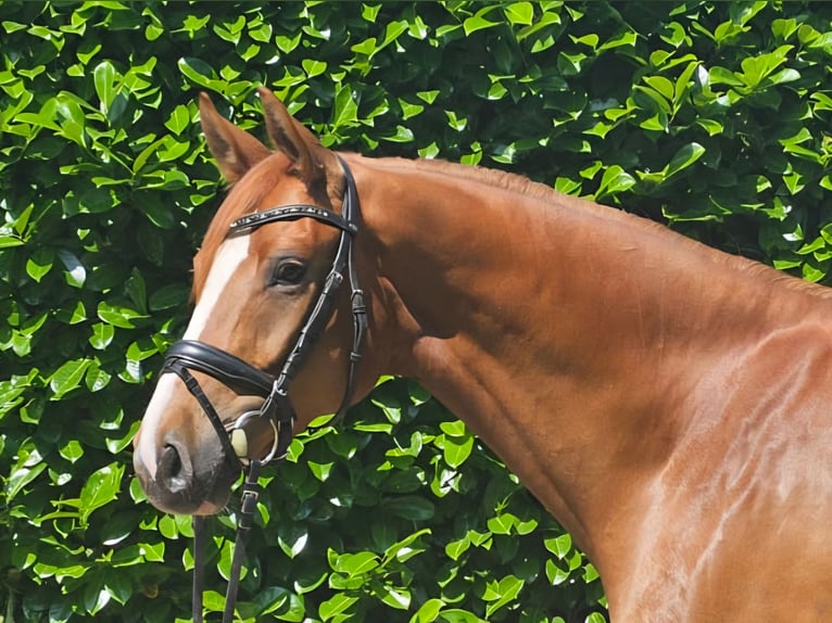 Hanoverian Gelding 6 years 16,1 hh Chestnut-Red in Ankum