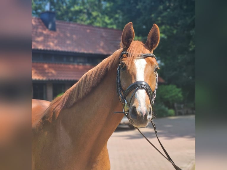 Hanoverian Gelding 6 years 16,1 hh Chestnut-Red in Ankum