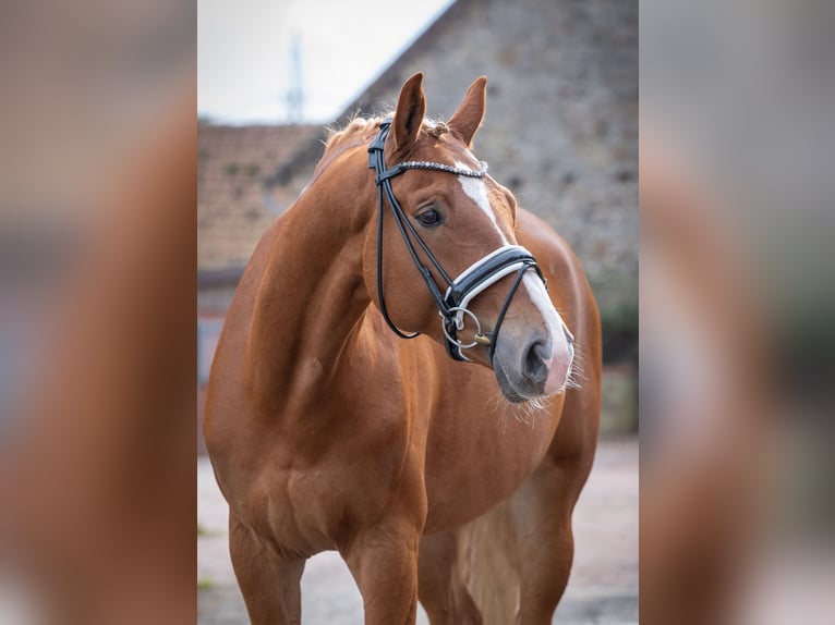 Hanoverian Gelding 6 years 16,1 hh Chestnut-Red in Bramsche