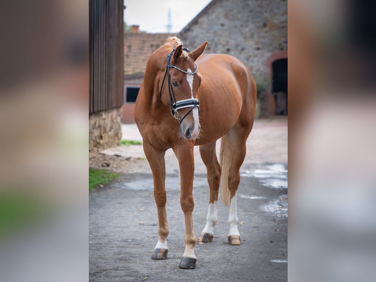 Hanoverian Gelding 6 years 16,1 hh Chestnut-Red in Bramsche