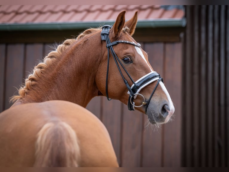 Hanoverian Gelding 6 years 16,1 hh Chestnut-Red in Bramsche