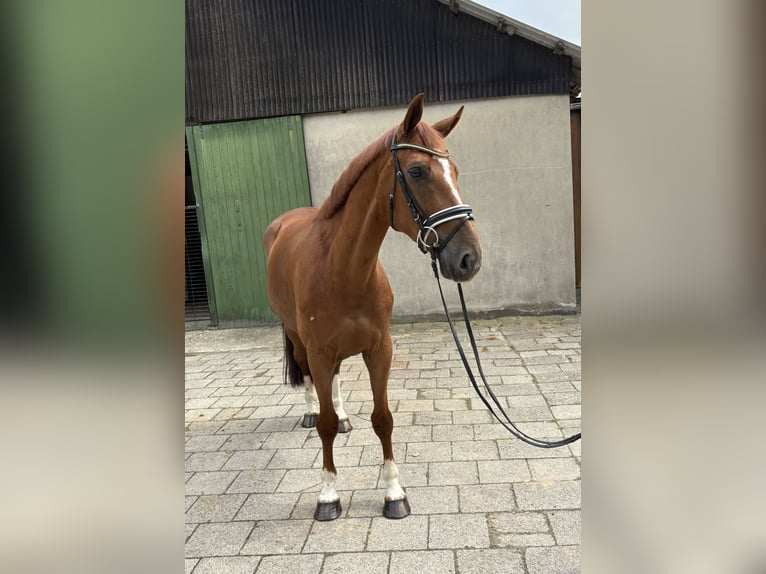 Hanoverian Gelding 6 years 16,1 hh Chestnut-Red in Neuhaus an der Oste