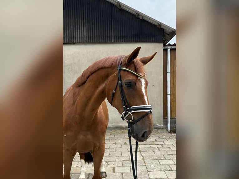 Hanoverian Gelding 6 years 16,1 hh Chestnut-Red in Neuhaus an der Oste
