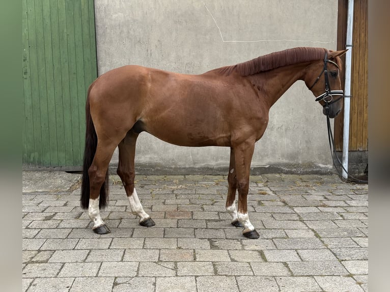 Hanoverian Gelding 6 years 16,1 hh Chestnut-Red in Neuhaus an der Oste
