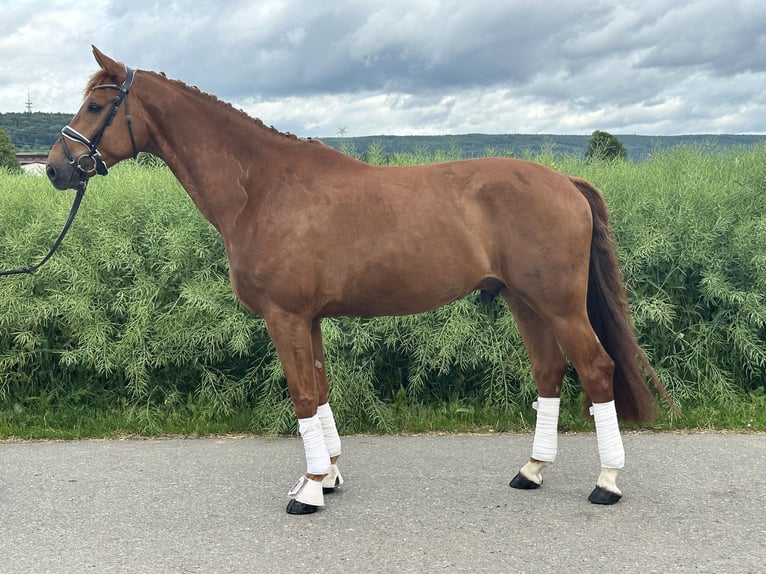 Hanoverian Gelding 6 years 16,1 hh Chestnut-Red in Riedlingen