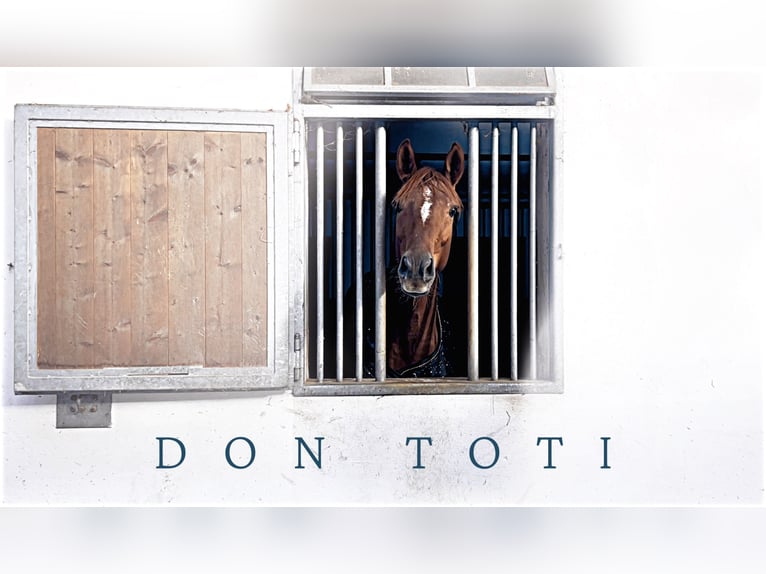 Hanoverian Gelding 6 years 16,1 hh Chestnut-Red in Pöllau