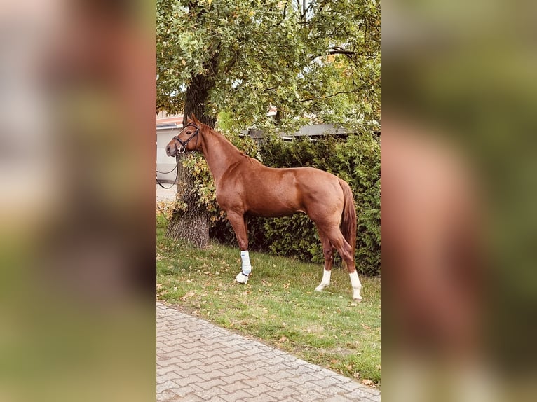 Hanoverian Gelding 6 years 16,1 hh Chestnut-Red in Pöllau