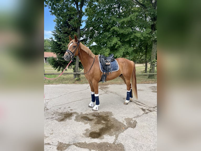 Hanoverian Gelding 6 years 16,1 hh Chestnut-Red in Schnaittach