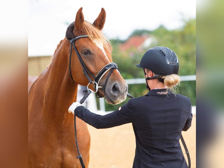 Hanoverian Gelding 6 years 16,1 hh Chestnut-Red in Schnaittach
