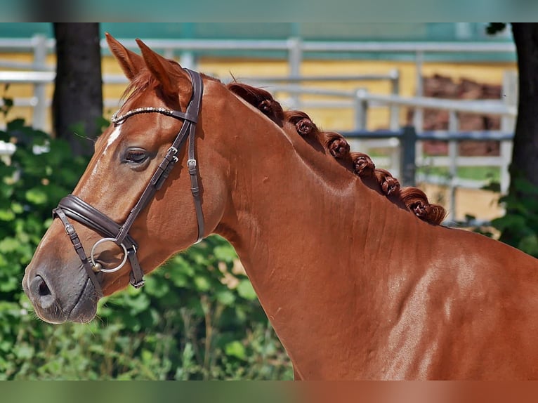 Hanoverian Gelding 6 years 16,1 hh Chestnut-Red in Bad Wörishofen