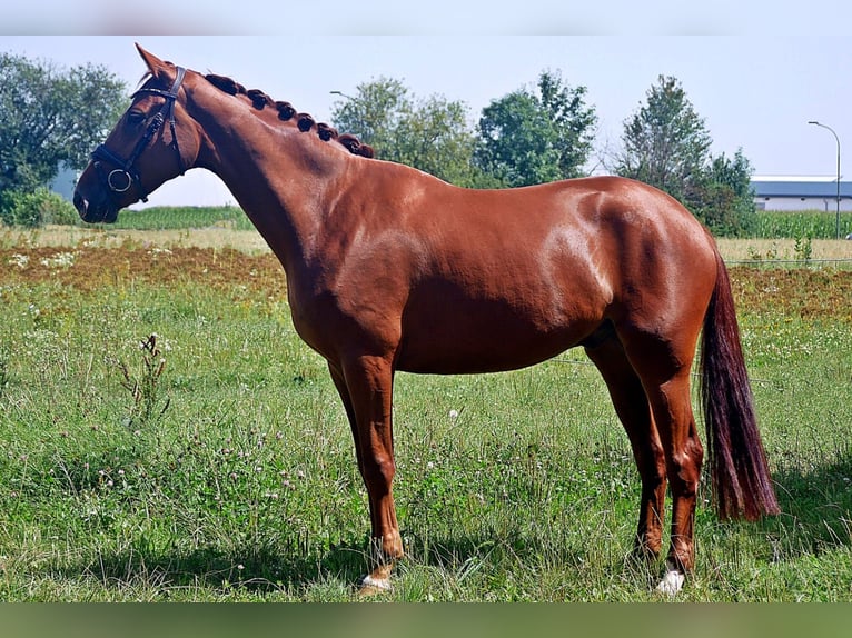 Hanoverian Gelding 6 years 16,1 hh Chestnut-Red in Bad Wörishofen