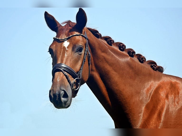 Hanoverian Gelding 6 years 16,1 hh Chestnut-Red in Bad Wörishofen