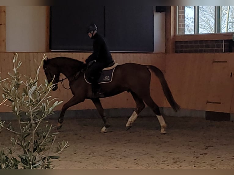 Hanoverian Gelding 6 years 16,1 hh Chestnut-Red in Hamburg