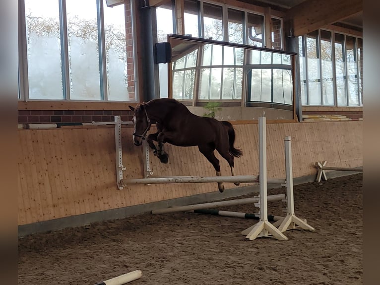 Hanoverian Gelding 6 years 16,1 hh Chestnut-Red in Hamburg