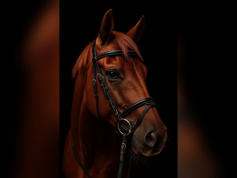 Hanoverian Gelding 6 years 16,1 hh Chestnut-Red in Heiligenhaus