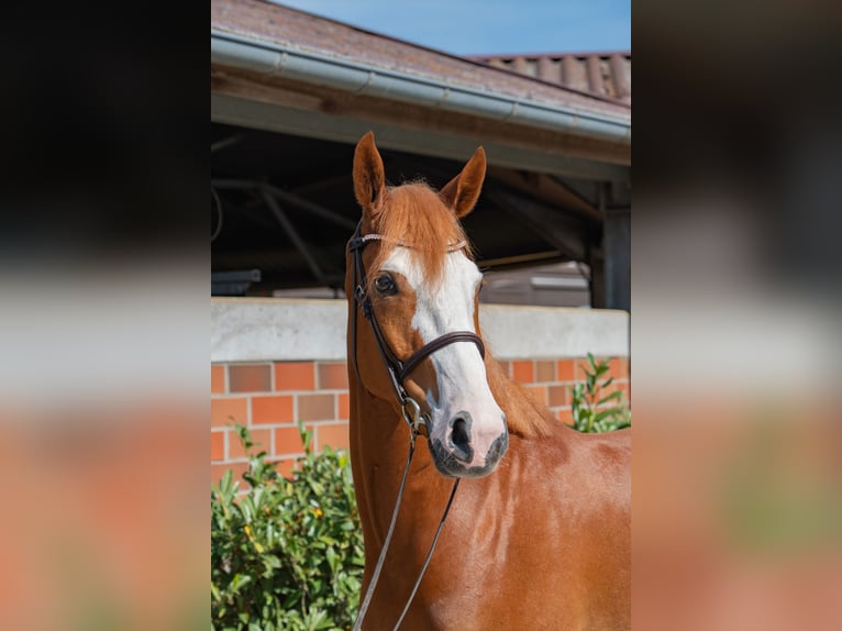 Hanoverian Gelding 6 years 16,1 hh Chestnut-Red in Vechta
