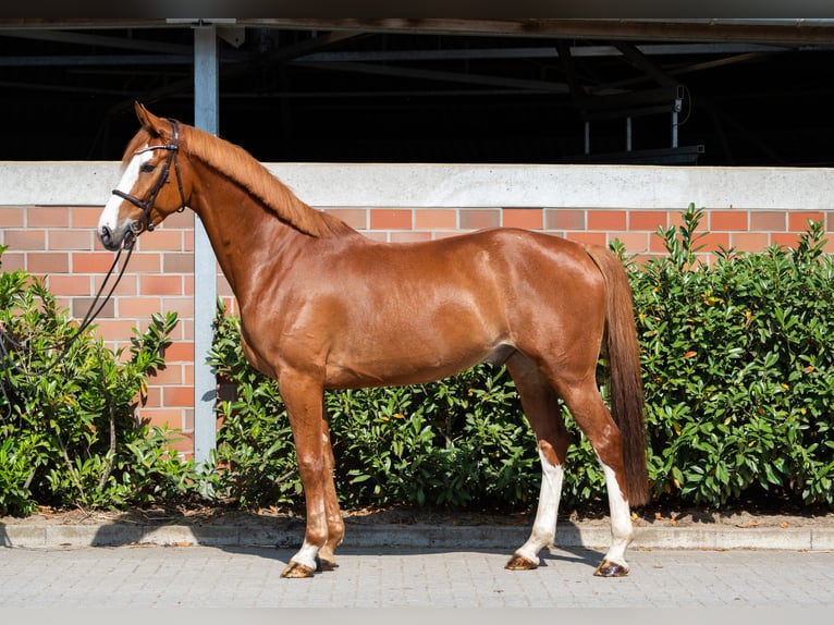 Hanoverian Gelding 6 years 16,1 hh Chestnut-Red in Vechta