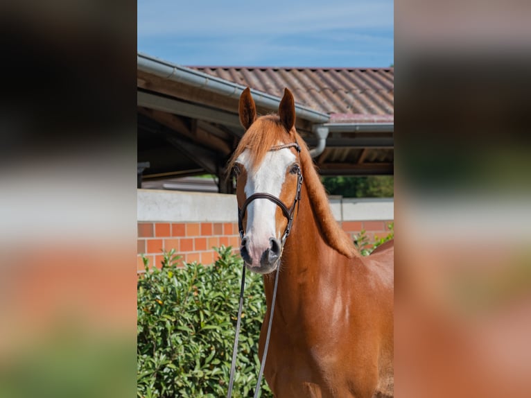 Hanoverian Gelding 6 years 16,1 hh Chestnut-Red in Vechta