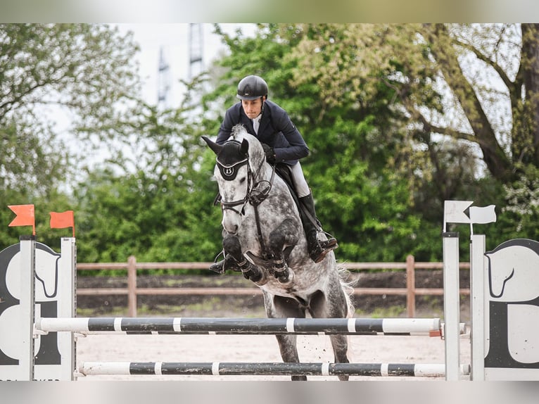 Hanoverian Gelding 6 years 16,1 hh Gray in Riedstadt
