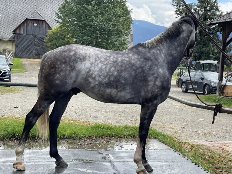 Hanoverian Gelding 6 years 16,1 hh Grey-Dapple in Leoben