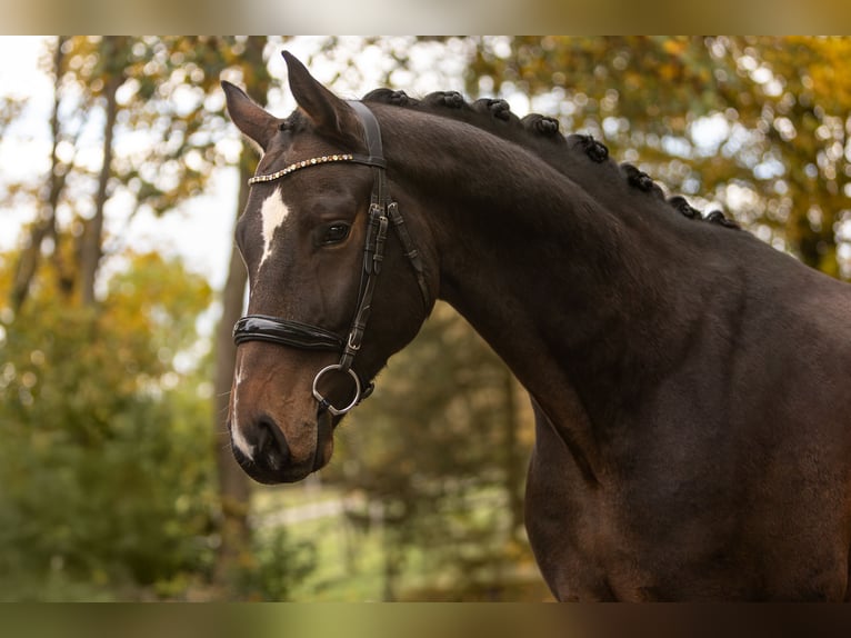 Hanoverian Gelding 6 years 16,2 hh Bay-Dark in Womrath