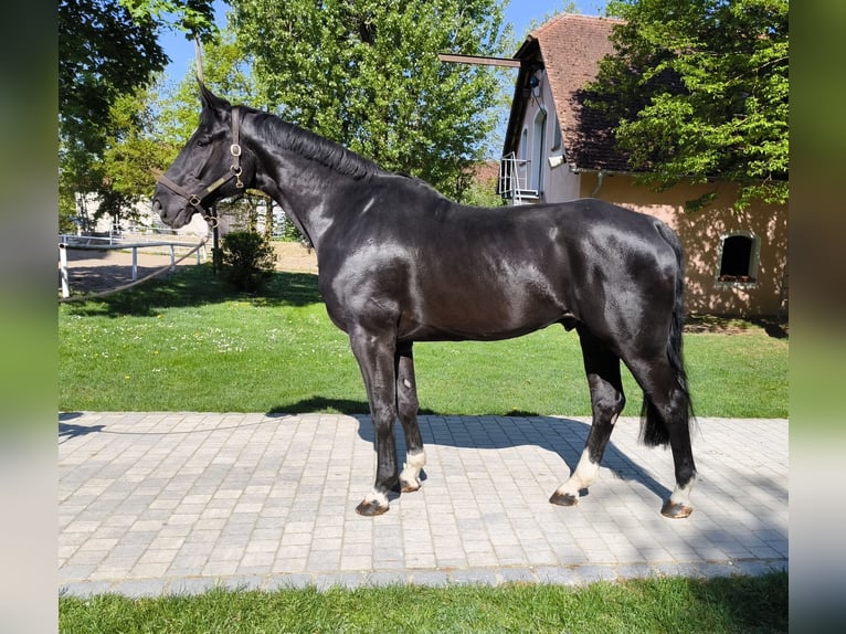 Hanoverian Gelding 6 years 16,2 hh Black in Pyrbaum